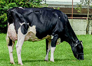 コムスター ヴァルディラ クラーケン