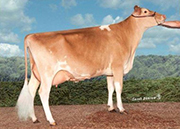 マーレイ スカーレット