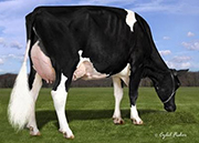 スタントンズ ハート イズ オール アイ ニード