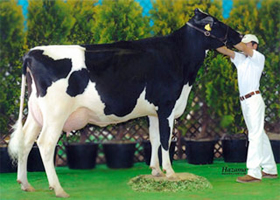 祖母エレガンス