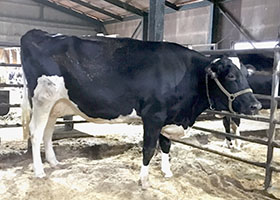 オークフィールド　スタンリー　エレガンス　VG-87