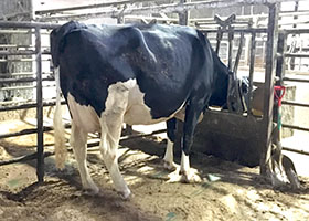 オークフィールド　スタンリー　エレガンス　VG-87