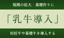 乳牛導入
