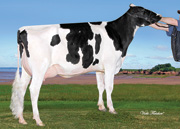 ベスリン ルレック ミスティー　VG86-2YR（MGS：インカム）