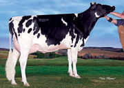 カブロン マブリー フィーバー 409　GP83-2YR（MGS：インカム）