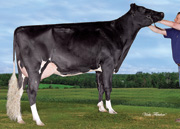 カンパーニャ ジョーダン ナリアン（MGS：モーティー）