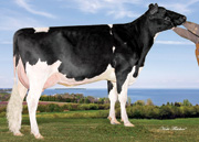 カイロウ ジョーダン リズ　VG85-2YR（MGS：リスター）