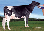 レジーナ フィーバー ニルマ　VG85-2YR（MGS：タッチダウン）