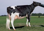 ワットクレスト ジャック ホリー　VG87-2YR（MGS：テレパシー）