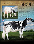 ショット