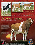 アドベントレッド