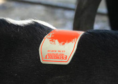 エストロテクト