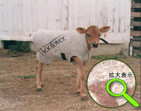 ウールオーバー