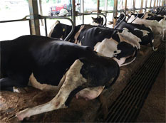 カウコンフォートゾーン