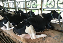 パスチャーマット・パックマット