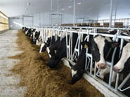 フリーストールパーティション