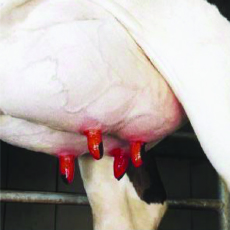 プレ・ポスト兼用ディッピング剤画像