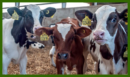 子牛用機材一覧